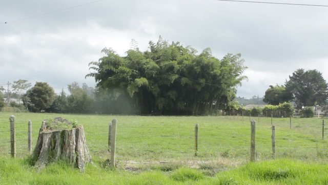 &aacute;rbol cortado camino guadua