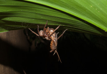 A huntsman spider attacking and carrying a locust
