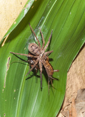 A huntsman spider attacking and carrying a locust