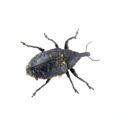 Black bug with yellow dots on a white background