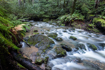 Stream Flowing Through Green Forest