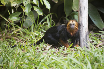 golden-headed lion tamarin