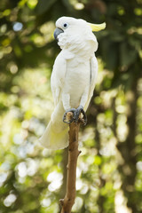 White Cockatoo