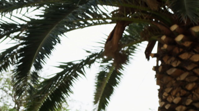 Royalty Free Stock Video Footage of an Ein Gedi palm tree shot in Israel at 4k with Red.