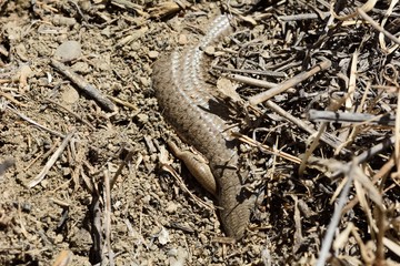 Schneider's skink (Eumeces schneideri). A skink burying itself in soil in hills a short distance from Baku, capital of Azerbaijan
