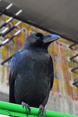 Fototapeta premium 都会のカラス