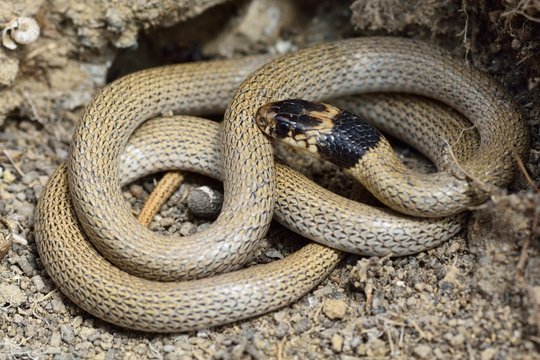Collared dwarf snake (Eirenis collaris) coiled at rest. A slender snake coiled by hole in the ground near Baku, capital of Azerbaijan

