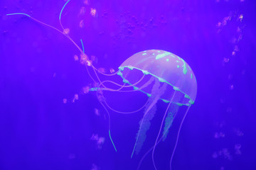 Jellyfish