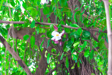 White Daphne tangutica