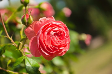 Red rose in the garden