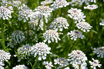 Iberis Flower - Candytuft