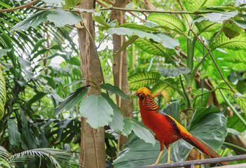 Sun parakeet is a brightly colored parrot in the glasshouse