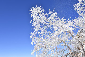 霧氷