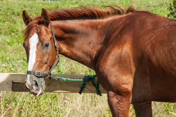Fototapeta premium Beautiful brown hourse.