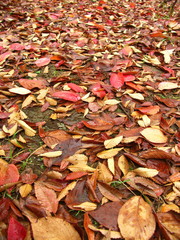 雨上がりの公園の落ち葉