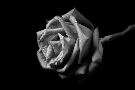 Rose black  and white.
