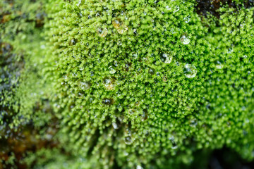 green moss texture, macro photography