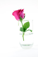Close red rose in glass and white background