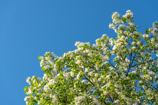 Branches of blossoming apple tree