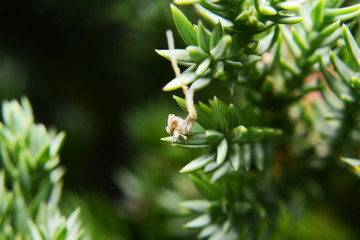 insect spider and bug