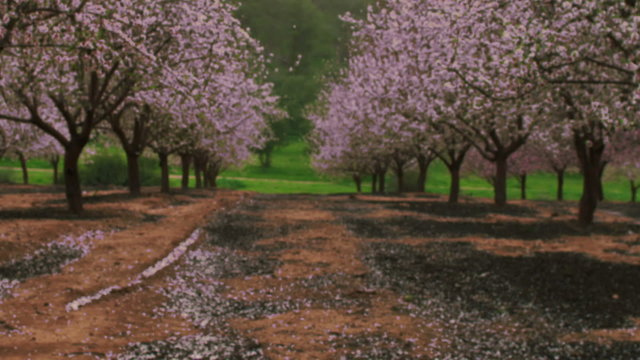 Royalty Free Stock Video Footage of a blooming pink orchard shot in Israel at 4k with Red.