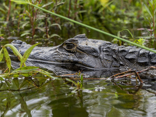 Yacare Caiman in water surrounded by plants in the Ibera Wetlands in  Lago Esters del Ibera,...