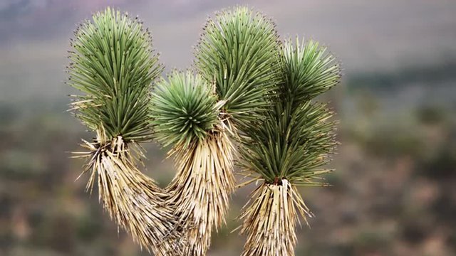 Desert joshua tree during the day
