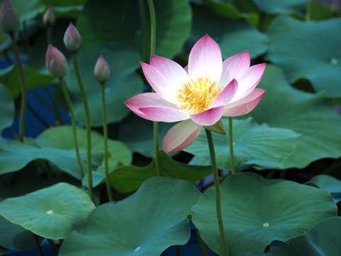 Fototapeta 蓮の花