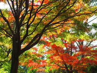 紅葉の風景