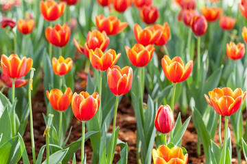 Colorful tulips planted in the garden decorations.