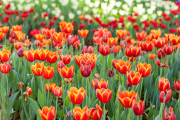 Fototapeta premium Colorful tulips planted in the garden decorations.