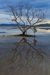Fototapeta na wymiar Tree Reflection in water at low tide.