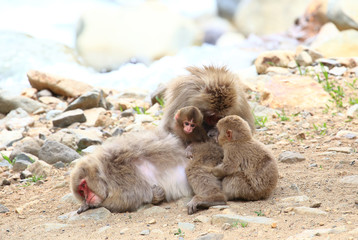 Naklejka premium Monkey family in Jigokudani Monkey Park