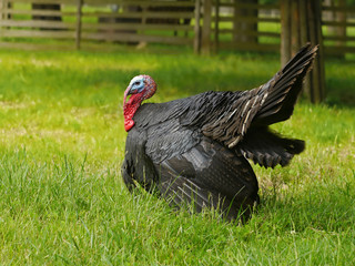 Turkey cock in the garden