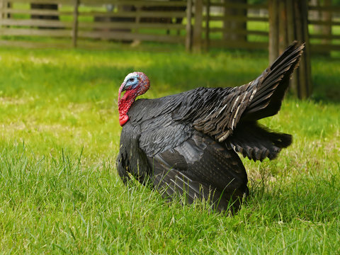 Turkey cock in the garden