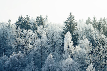 Зимний смешанный лес в снегу
