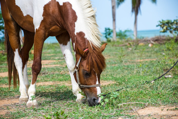 Brown and white horse at the land near beach