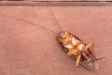 Cockroaches dead