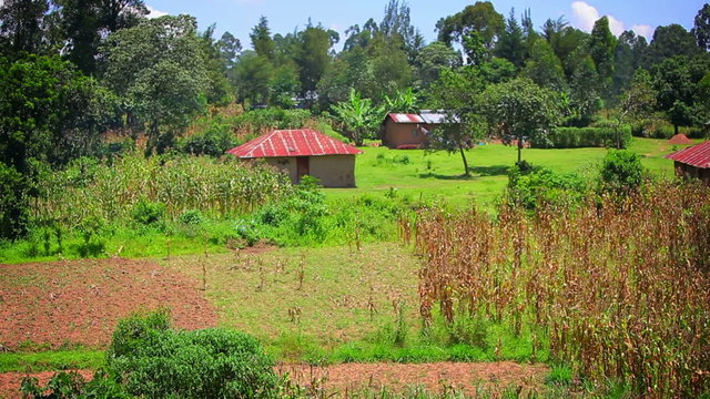 Panning shot of an agricultural field in Kenya.