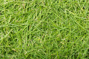 Green grass texture background