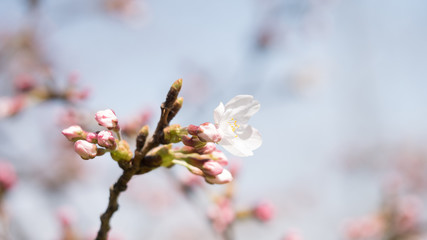 見沼の桜