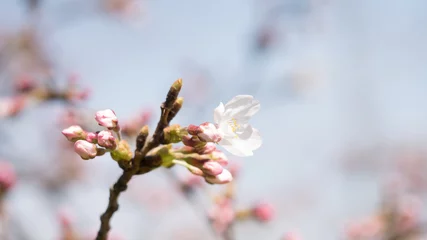 Crédence en verre imprimé Fleur de cerisier 見沼の桜