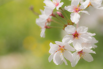 Fototapeta na wymiar 見沼の桜
