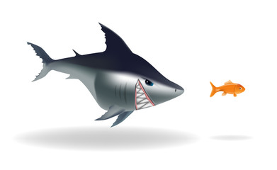 Big scarry shark chasing goldfish