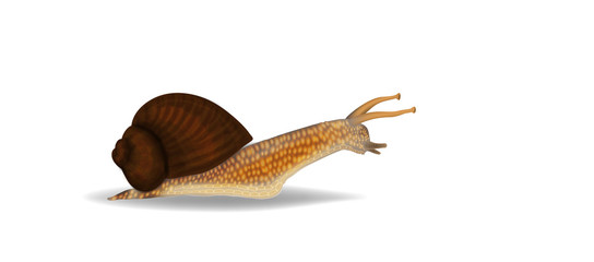 Snail lisolated © Black Spring