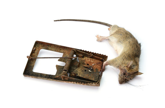 dead rat killed by rat-trap on white background