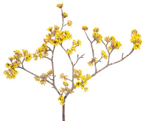 European cornel branch