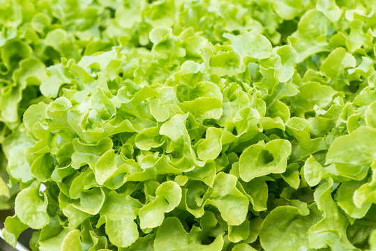 Green oak,vegetable  for salad food