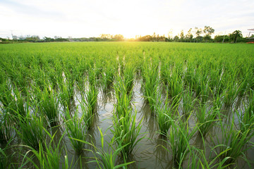 A peaceful rice field on sunrise sky background 