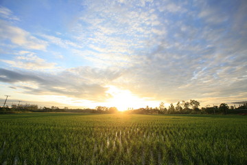 Fototapeta na wymiar A peaceful rice field on sunrise sky background 
